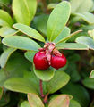 Cowberry