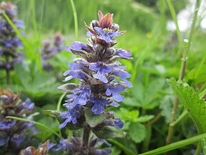 아주가(Ajuga reptans)