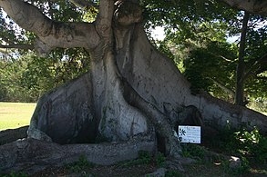 300-year-old Ceiba Tree in Isabel II