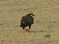 Adult bird, Thar desert, Rajasthan (India).