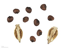 Fruit and seeds