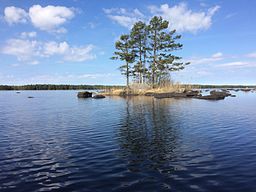 Allgunnen under våren