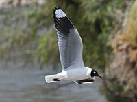 Andean gull