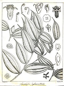 Anisophyllea cinnamomoides (ilustração).