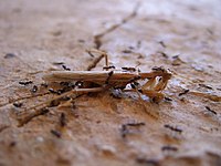 Ant (formicidae) social ethology