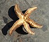 Underside of a Forbes sea star