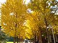 Les gingko du campus virent au jaune en automne (novembre 2010)