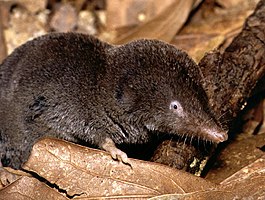 Южная короткохвостая бурозубка (Blarina carolinensis)