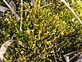 Bryophyte