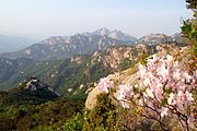 Azaleas in bloom on the mountain (2006)