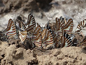 קבוצת פרפרים שותה