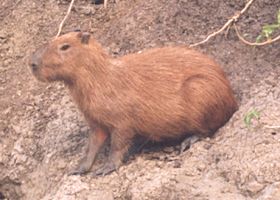 Capivara