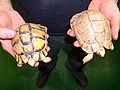 Characteristic specimens of the Egyptian tortoise (left) and Negev tortoise (right), dorsal view