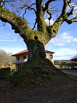 Carballo da Portacal.