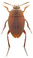 Catopidius depressus