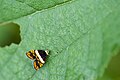 Choreutis xanthogramma (Choreutinae)