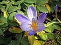 Crocus speciosus close-up