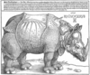 Dürer rhino