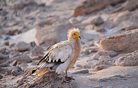 Vautour percnoptère à Socotra (Yémen) en juillet 2020.