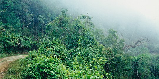 The road into the cloud forest at El Cielo Biosphere Reserve, Municipality of Gómez Farías, Tamaulipas, Mexico (16 April 2001)