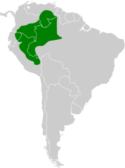 Distribución geográfica del hormiguerito dorsirrojo (incluyendo los hormigueritos del Negro y del Yasuní).