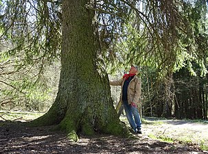 Stockholms största gran i Fagersjöskogen.