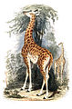 Giraffa camelopardalis