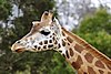 Rothschild giraffe