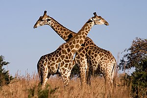 שתי ג'ירפות בשמורת טבע בצפון קוואזולו-נטאל שבדרום אפריקה.