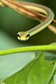 Giri's bronzeback tree snake