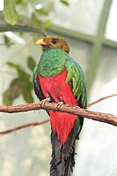 Golden-headed Quetzal (male)