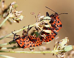 mating (ventral view)