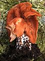 Gyromitra brunnea