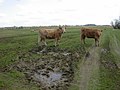 Heifers and sheep