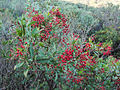 Plant fruiting on Mount Diablo, Contra Costa County, California.
