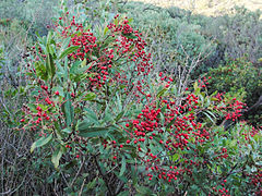 Description de l'image Heteromeles arbutifolia 03.jpg.