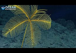 Un crinoïde (Hyocrinida) observé dans l'Atlantique nord en 2021.