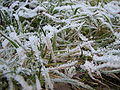 Icy grass, on the ramp up to the Festung Hohensalzburg