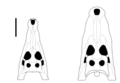 Comparisson between skulls of Kambara implexidens and Kambara murgonensis