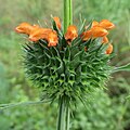 Leonotis ocymifolia (Tribù Leucadeae)