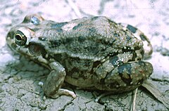 Description de l'image Leptodactylus bufonius01.jpg.