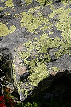 Microlichen « crustacé » du genre Rhizocarpon sur un rocher alpin, avec son hypothalle bien visible[f].