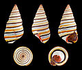 Image 7 Liguus virgineus Photograph: H. Zell Liguus virgineus, also known as the candy cane snail, is a species of snail in the family Orthalicidae. It is native to the Caribbean island of Hispaniola, in the nations of Haiti and the Dominican Republic. There have also been at least three reports of living specimens being found in the Florida Keys of the United States. The snail lives on trees and feeds on moss, fungi and microscopic algae covering the bark. More selected pictures