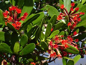 Lumnitzera littorea, Tonga