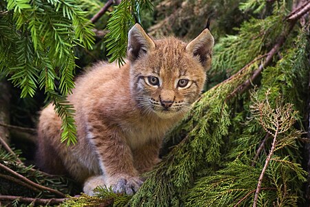 Eurasian lynx kitten, by Baerni