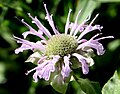 Monarda fistulosa