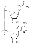 Diagram of the chemical structure of nicotinamide adenine dinucleotide