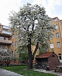 Augustipäron blommar i maj på en bakgård i Ystad.