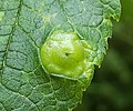 Pachypsylla celtidisumbilicus hackberry gall