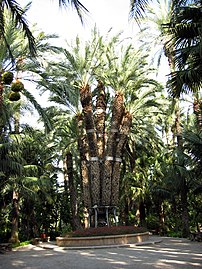 Le palmier impérial à l'intérieur du Huerto del Cura